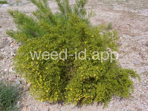 creosotebush